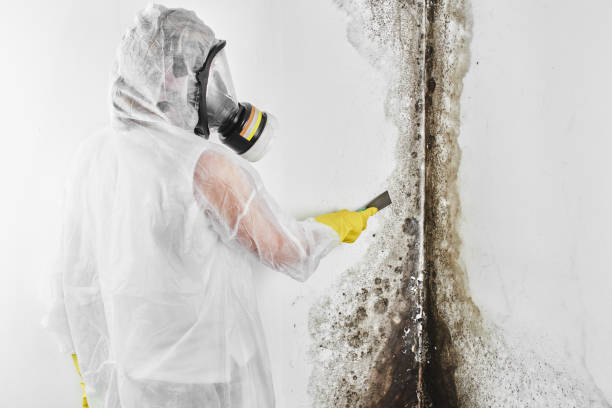 Best Local Mold Removal Service  in Plummer, ID