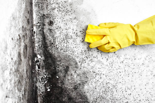 Best Local Mold Removal Service  in Plummer, ID