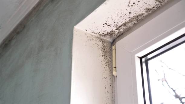 Best Attic Mold Removal  in Plummer, ID