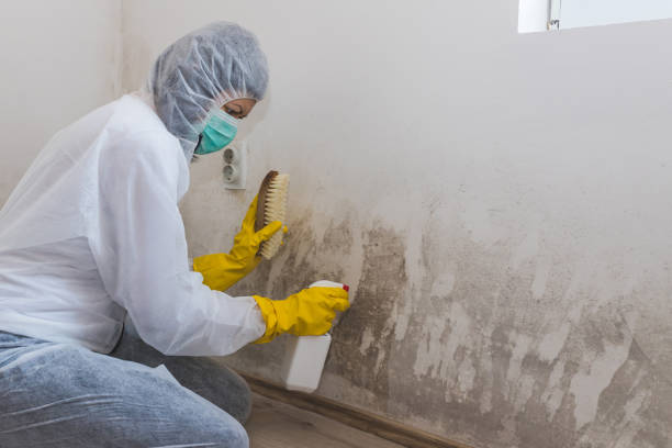 Best Toxic Mold Removal  in Plummer, ID