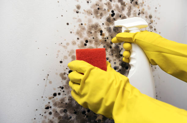 Best Commercial Mold Removal  in Plummer, ID