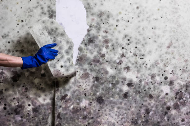 Best Mold Testing  in Plummer, ID