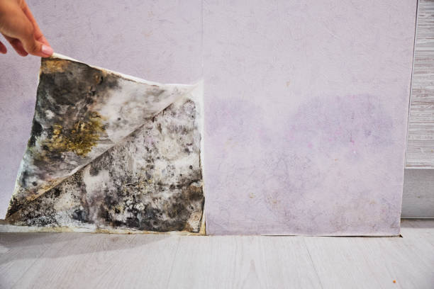 Best Emergency Mold Removal  in Plummer, ID